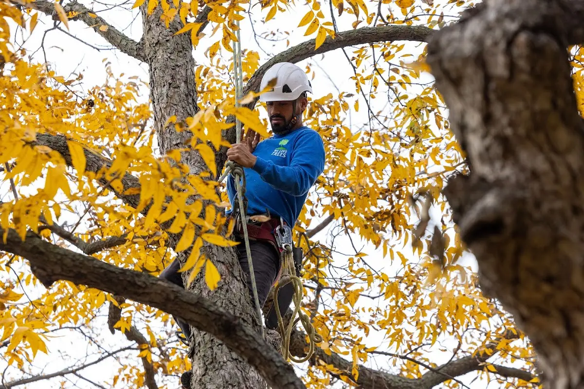 Skilled Tree Transplanting crew working in Lavina