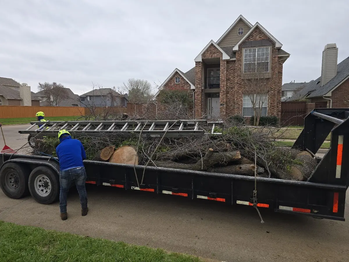 Expert Tree Removal with proper safety equipment in Lavina